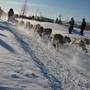 Una delle slitte trainate dai cani impegnate nella Yukon Quest.